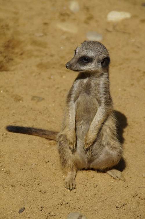 Meerkat Cute Animal World Sand Zoo Dry Curious