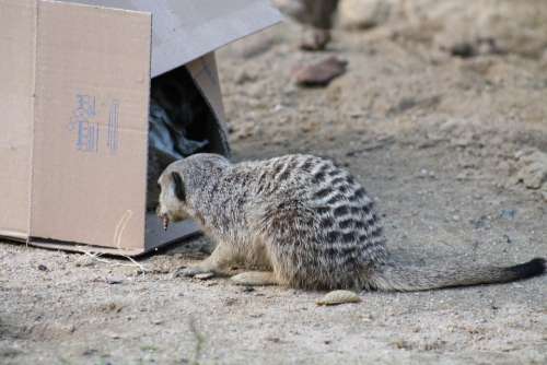 Meerkat Mammal Animal Nature Cute Curious