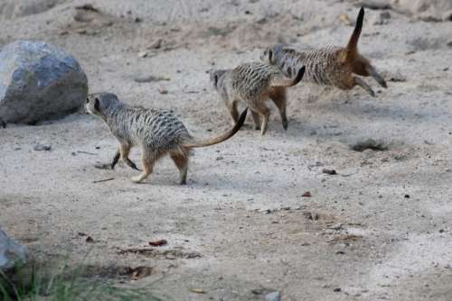 Meerkat Mammal Animal Nature Cute Curious