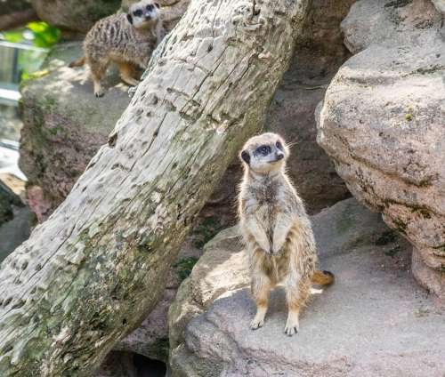 Meerkat Park Nature Cute Mammal Fur Furry Face