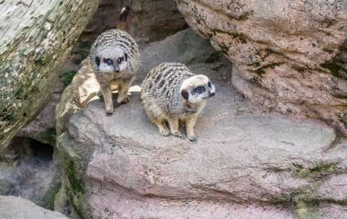 Meerkat Nature Cute Mammal Fur Furry Face Brown