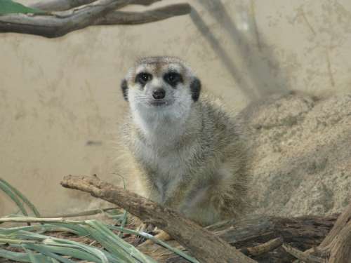 Meerkat Animal Mammal Cute Zoo Creature