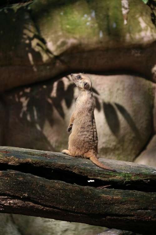 Meerkat Animal Mammal Wildlife Cute Wild Nature