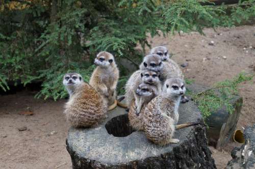 Meerkat Zoo Nature Animals Curious Sit Nager