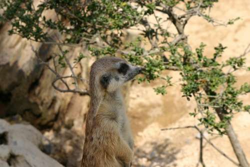 Meerkat Animal Zoo