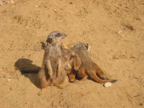 Meerkat Zoo Animals Sand Desert