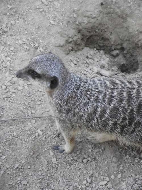 Meerkat Wild Zoo Nature Animals Suricate Animal