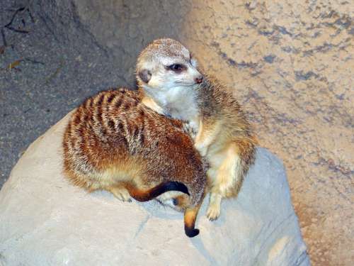 Meerkats Live Groups Southern Africa Animals