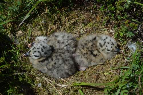 Meeuwtjes Seagull Litter Baby Dots Puizig Chick