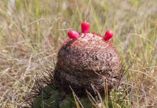 Melocactus Fruit Grass Nature Outside Food