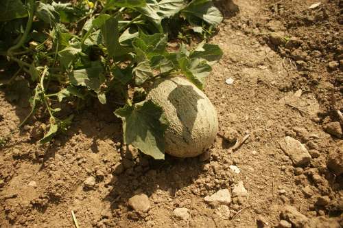 Melon Orchard Plant