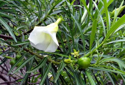 Mexican Oleander Thevetia Peruviana Flower Fruit