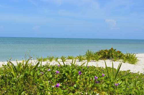 Mexico Yucatan Celestun Beach Paradise Sea Sunny