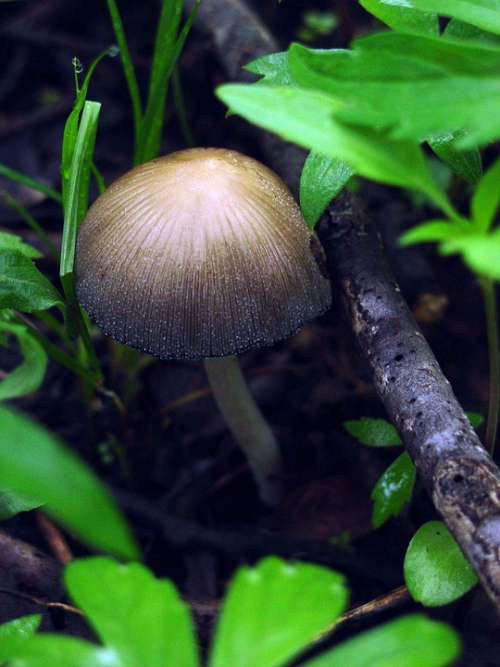 Micaceus Coprinus Mushroom Cup Mica Mushrooms