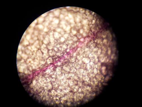 Microscope Cell Structure Science Orchid