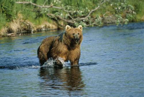 Middendorffi Ursus Mammal Animal Bear Brown Big
