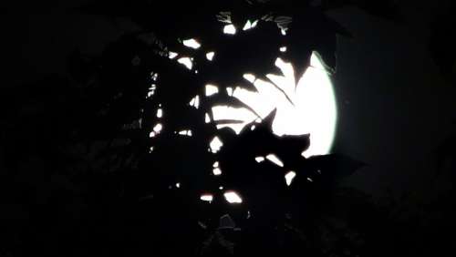 Midnight Full Moon Moonlight Hidden Leaves Magic