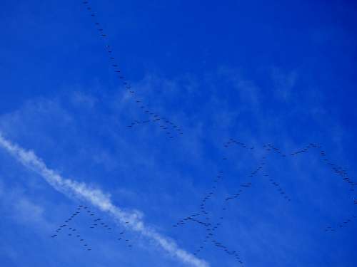 Migration Migratory Birds Birds Blue Sky