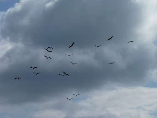 Migratory Birds Storks Collect Departure