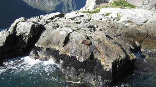 Milford Sound Seal Rocks Walrus Fur Seal Seals