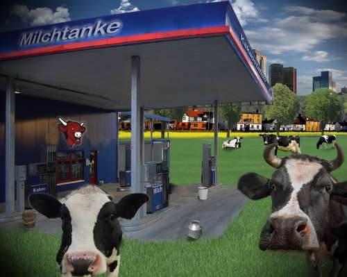 Milk Petrol Stations Cows Humor Funny Summer