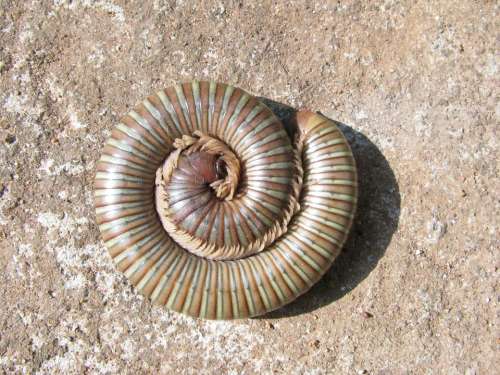 Millipede Nature Legs Biology Creature Insect