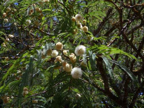Mimosa Acacia Tree Mimosa Plant Ball Blossom