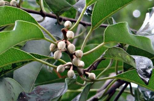 Mimusops Elengi Buds Tropical Spanish Cherry Medlar