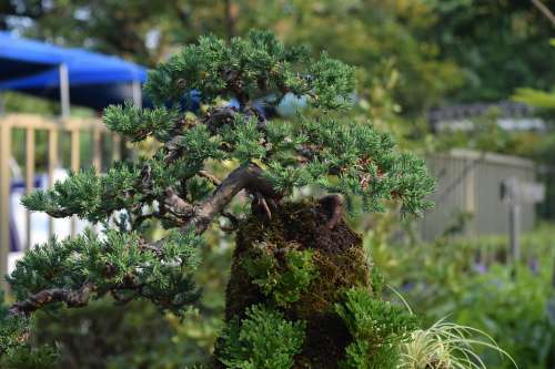 Miniature Bonsai Pine Littleness Summer Danahham