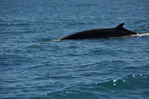 Minke Whale Wal Water Sea Nature