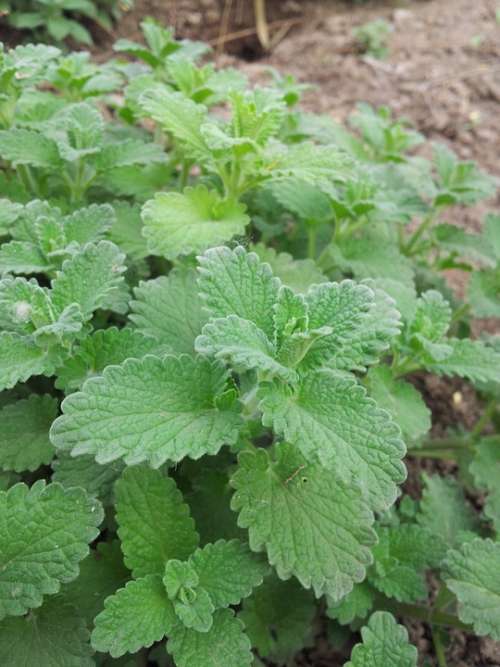 Mint Herb Leaves Garden Farm Medicine