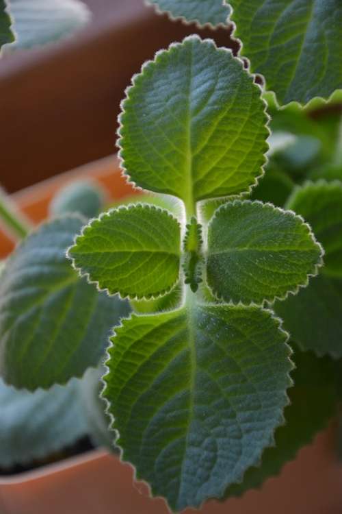 Mint Herb Herbs Tea Plant Plants Green