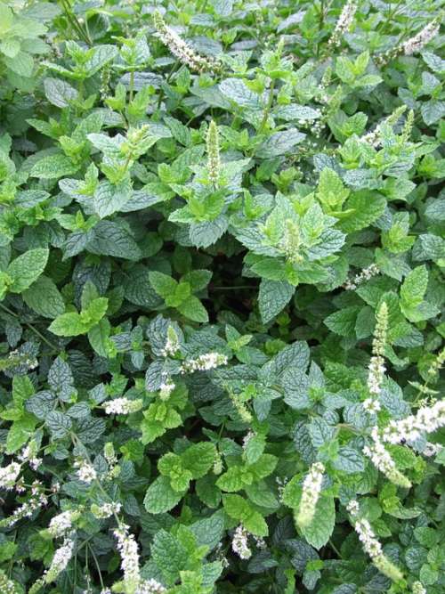 Mint Herb Mojito Garden