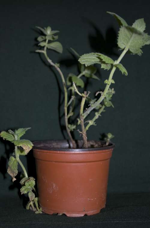Mint Herbs Flowerpot Plants