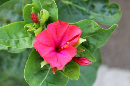 Mirabilis Jalapa Wunderblume Magic Flower Red Rot