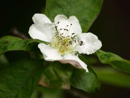 Mispelblüte Mispelstrauch Blossom Bloom Medlar