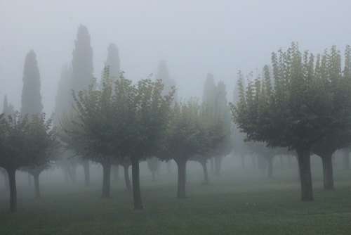 Mist Cypress Atmosphere Background