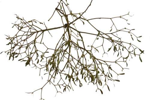 Mistletoe Isolated Medicinal Plant Tree Parasite