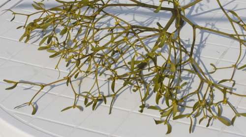 Mistletoe Parasite Green Medicinal Plant Tree