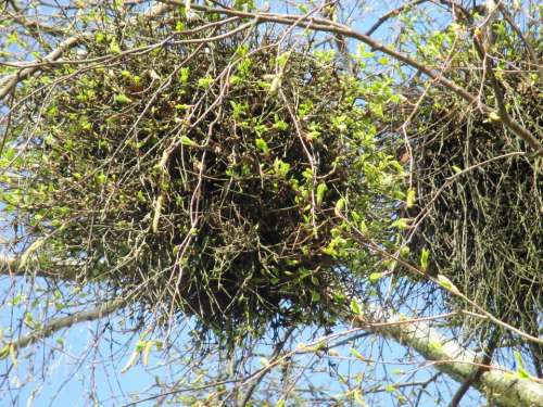 Mistletoe Parasite Tree Aesthetic Branches Leaves
