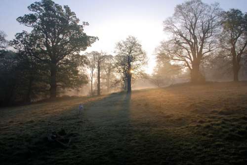 Misty Morning Sunrise Trees Serene Peaceful Fog