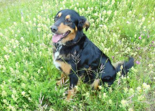 Mixed Breed Dog Hybrid Meadow Dog Dog On Meadow