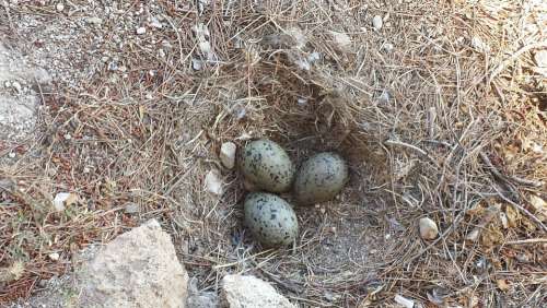 Moeveneier Bird Eggs Nest
