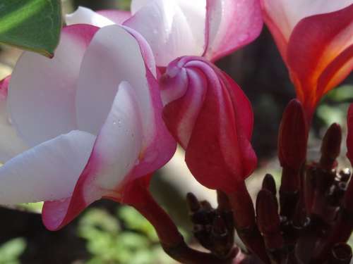 Molokaii Plumeria Blossom Bloom Exotic Frangipani