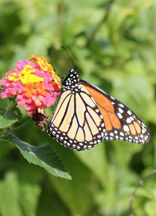Monarch Butterfly Orange Yellow Insects Nature