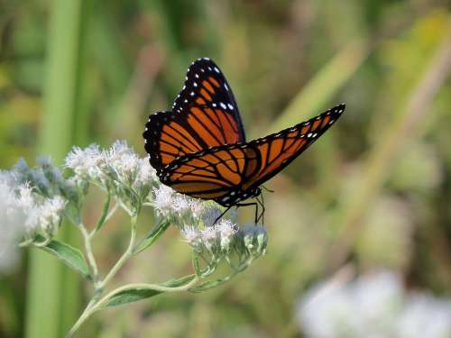 Monarch Butterfly Insect Nature Colorful Wildlife