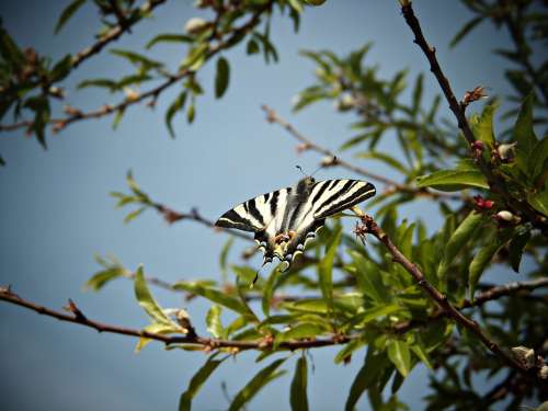Monarch Butterfly Butterfly Wings Sky Branch Tree