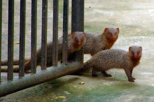 Mongoose Gray Indian Mom Babies Baby With Mom