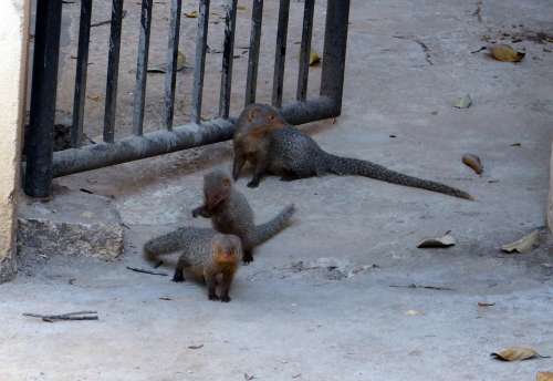 Mongoose Gnawer Rodents Grey Animals Mammals