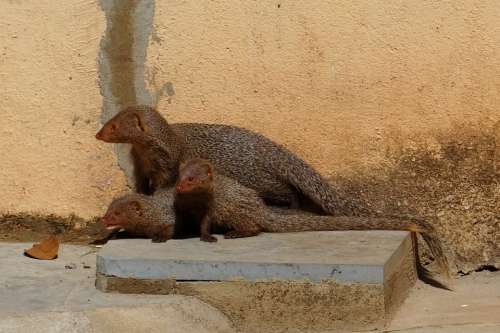 Mongoose Mama Youngs Grey Indian India